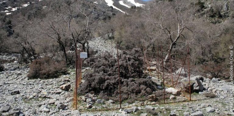 “Επιχείρηση” διάσωσης της εμβληματικής αμπελιτσιάς