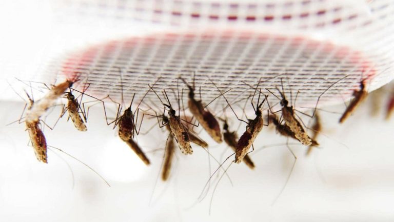 Ανέπτυξαν ανθεκτικότητα στα εντομοκτόνα τα κουνούπια