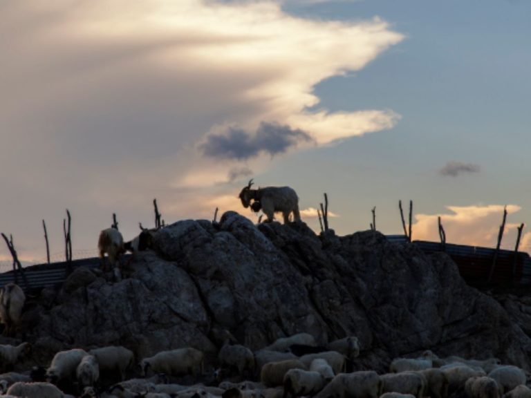 Χανιά. Προσαγωγές στην Κίσαμο για τις αγροζημιές από αιγοπρόβατα