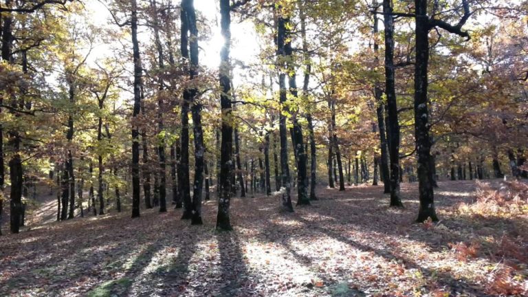 Καστοριά: Τηλεδιάσκεψη για τους δασικούς χάρτες