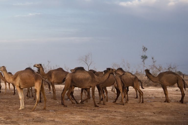 Εξοντώθηκαν 5.000 καμήλες στην Αυστραλία