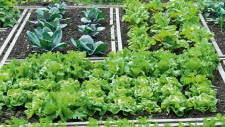 Αλεξανδρούπολη: «Πράσινο φως» για την δημιουργία λαχανόκηπων μέσα στους αυλόγυρους  των σχολικών κτιρίων
