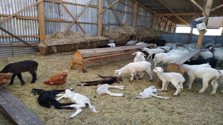 Φλώρινα: Ξεκίνησε το πρόγραμμα περισυλλογής και διαχείρισης νεκρών ζώων