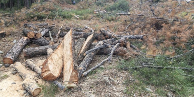 Κέρκυρα: Εργασίες κοπής δέντρων στη Φ. Λαμέζ