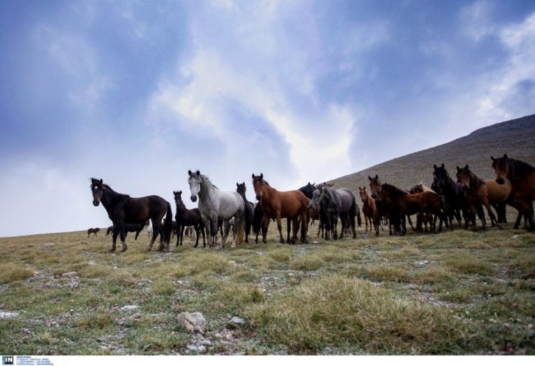 Εορδαία:  Αφήνιασαν τα Άγρια Άλογα στην Ερμακιά