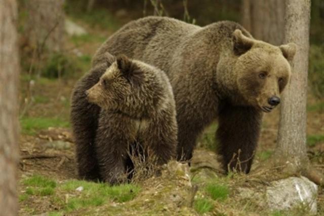 Αρκτούρος: Σε χειμέριο ύπνο έπεσαν οι αρκούδες στο Καταφύγιο Νυμφαίου