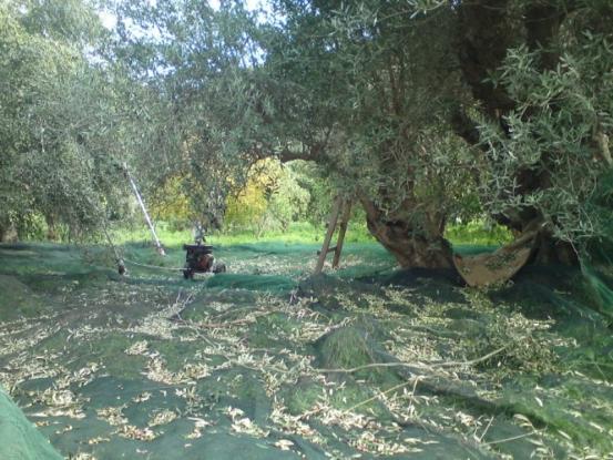 Μάζεψαν ξένο λιοστάσι