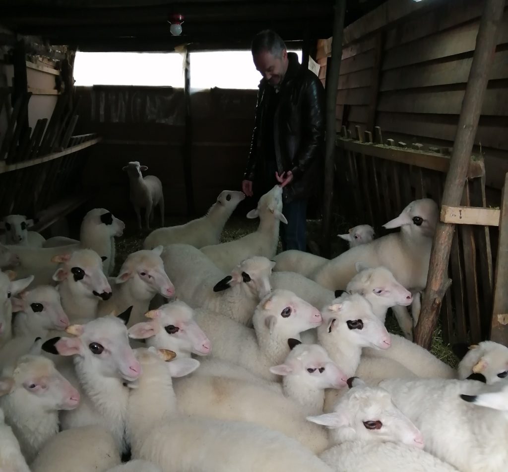Μοχλός ανάπτυξης της κτηνοτροφίας το πρόβατο Φλώρινας
