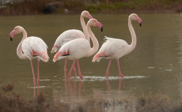 «Birdwatching» στη Λέσβο- Δράση για οικογένειες με παιδιά στο φάσμα του αυτισμού