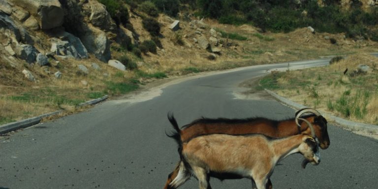 Ρέθυμνο: Τροχαίο από… διερχόμενο κατσίκι
