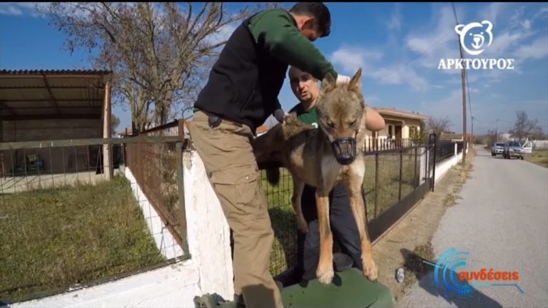 Έσωσαν λύκο που κρεμάστηκε σε φράχτη (video)