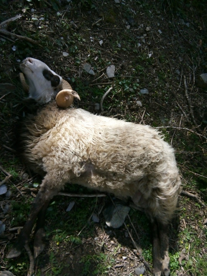 Xανιά: Κτηνοτρόφος βρήκε νεκρά πολλά ζώα του