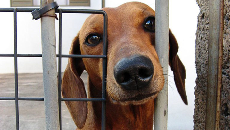 Βαριά ποινή σε κάτοικο της Θεσπρωτίας που χτύπησε τον σκύλο του