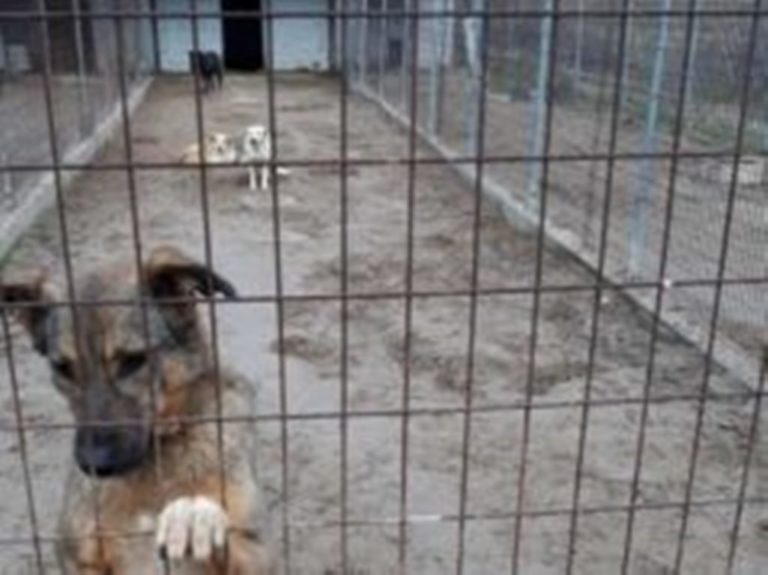 Άργος Καστοριάς: Διαμόρφωση χώρου προσωρινής φύλαξης αδέσποτων ζώων