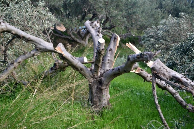 Χανιά: Άγνωστοι κατέστρεψαν τις ελιές παραγωγού στην Κίσσαμο