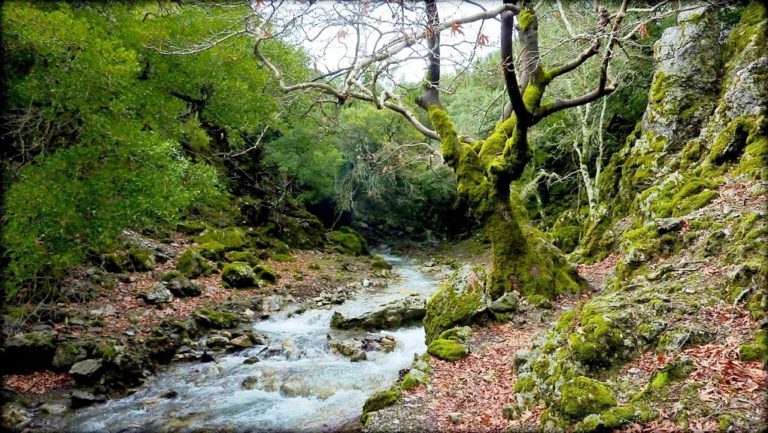 Παγκόσμια Ημέρα Δασοπονίας και η Κρήτη