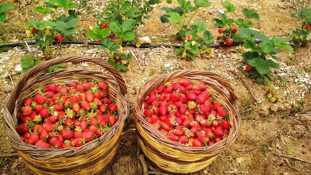 Ανησυχία για την φετινή καλλιέργεια της φράουλας στην Ηλεία λόγω έλλειψης εργατών