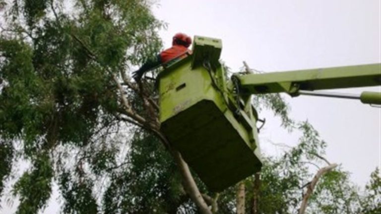 Χανιά: Κλαδέματα στην οδό Νεάρχου