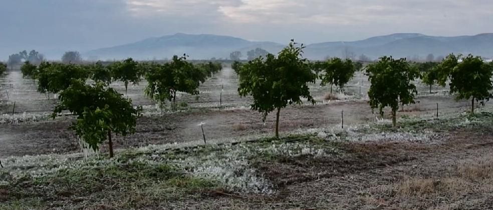 Ηλεία: Πολλές  οι καταστροφές στις καλλιέργειες από τον παγετό