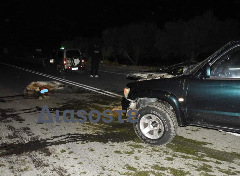 Ηράκλειο: Νεκρό άλογο μετά από τροχαίο