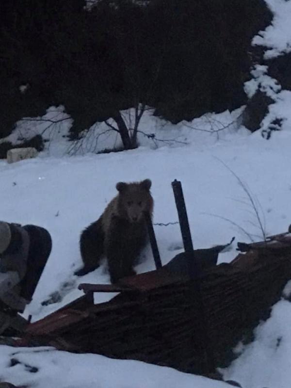 Αρκούδα έκανε την εμφάνιση της σε αυλή σπιτιού στην Φλώρινα (video)