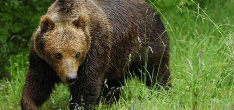 Εφαρμογή διαχειριστικών μέτρων για την εμφάνιση αρκούδων σε Φλώρινα και Καστοριά