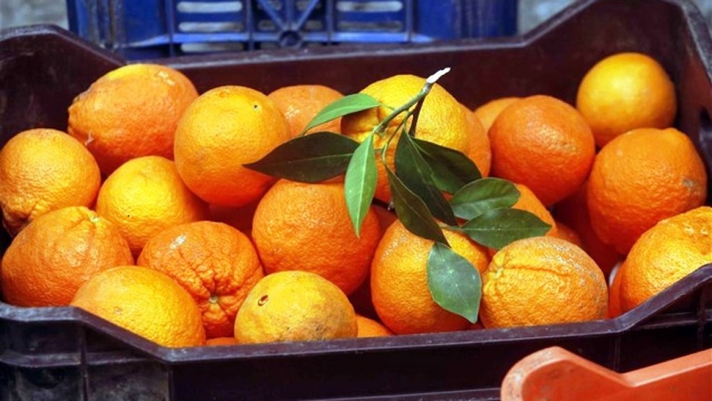 Έδωσαν τα πορτοκάλια της γιορτής στο Δήμο