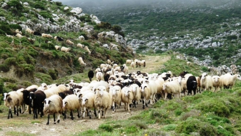 Μέτρα προστασίας κατά της εξάπλωσης του καταρροϊκού πυρετού