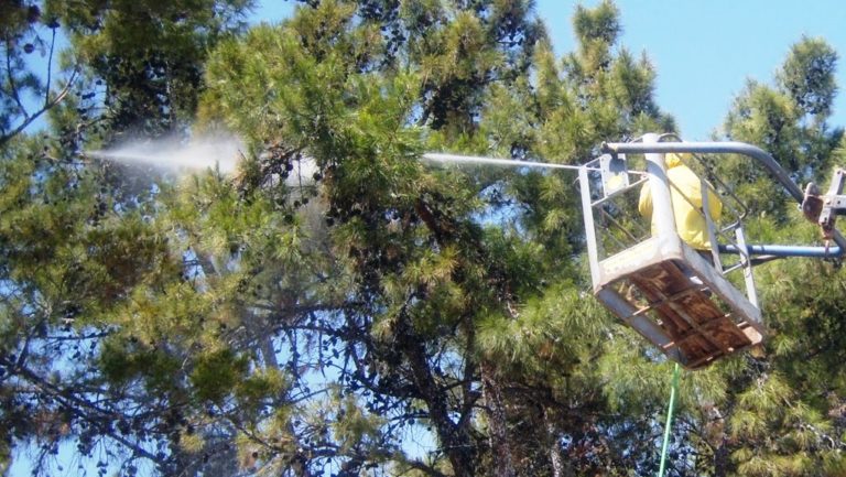 Ράντισμα των δένδρων τη Δευτέρα στο Ηράκλειο