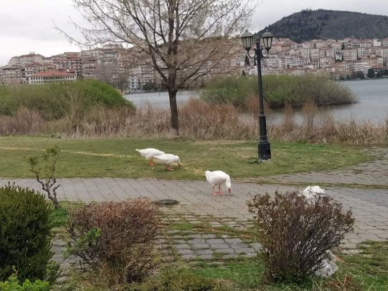 1000 κιλά καλαμπόκι για τα υδρόβια πουλιά της Καστοριάς