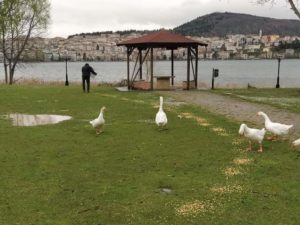 1000 κιλά καλαμπόκι για τα υδρόβια πουλιά της Καστοριάς