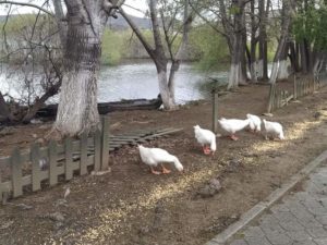 1000 κιλά καλαμπόκι για τα υδρόβια πουλιά της Καστοριάς