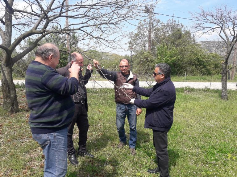 Πρόγραμμα καταπολέμησης της σφήκας της καστανιάς