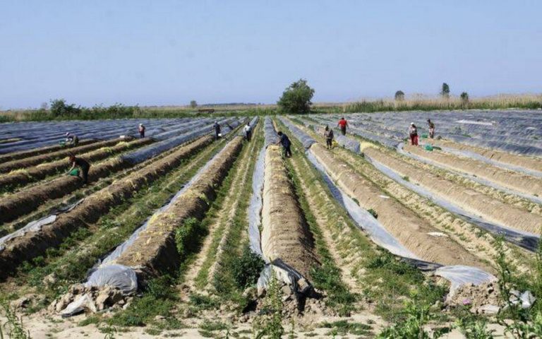 Αναστάσιος Μπάρλας: Φέτος δεν μπορέσαμε να μαζέψουμε την παραγωγή Σπαραγγιών μας
