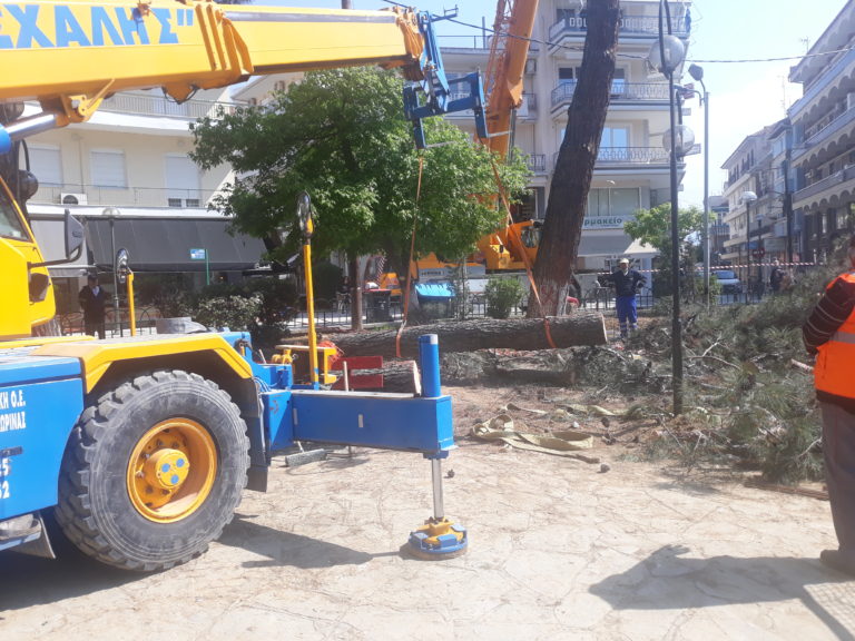 Πτολεμαΐδα: Κόβουν τα επικίνδυνα δένδρα στο Παλαιό Πάρκο-Προετοιμάζονται οι παιδικές χαρές