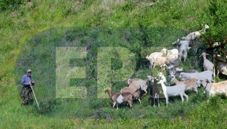 Μέτρα στήριξης ζητούν οι κτηνοτρόφοι της ΑΜΘ