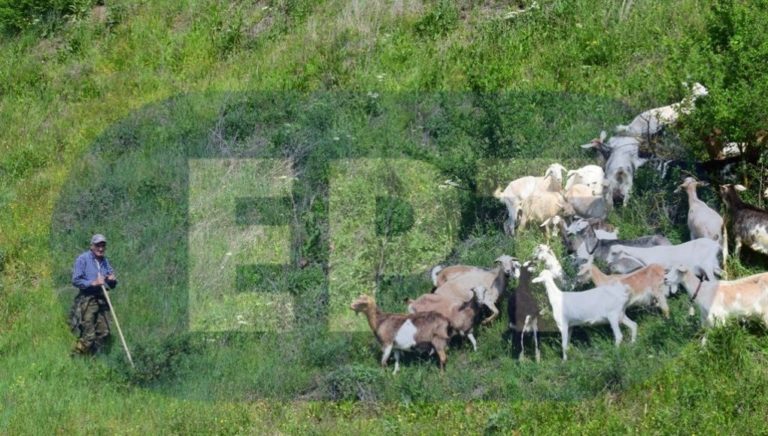 Λέσβος: Ξεκινά η διαδικασία των ενστάσεων για την “κομμένη” συνδεδεμένη ενίσχυση των κτηνοτρόφων