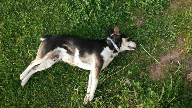 Αδίστακτος δράστης θανατώνει σκυλιά μέσα σε ιδιοκτησίες στην Αμαλιάδα