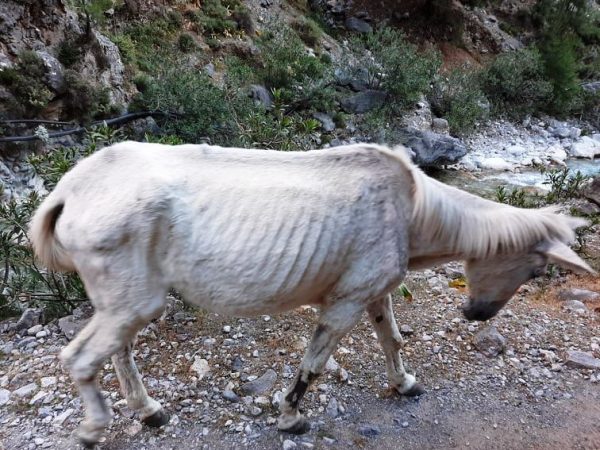 Εγκλωβισμένα στο Φαράγγι της Σαμαριάς δύο μουλάρια