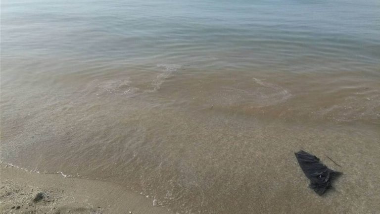 Ποσότητες φυτοπλαγκτόν εμφανίστηκαν σε πολλές ακτές, πιθανότατα λόγω των ευνοϊκών καιρικών συνθηκών