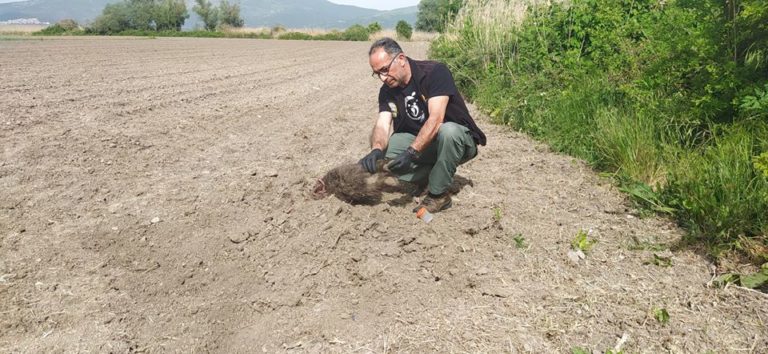 Καστοριά: Αρκούδα έθαψε τα νεκρά αρκουδάκια της σε χωράφι