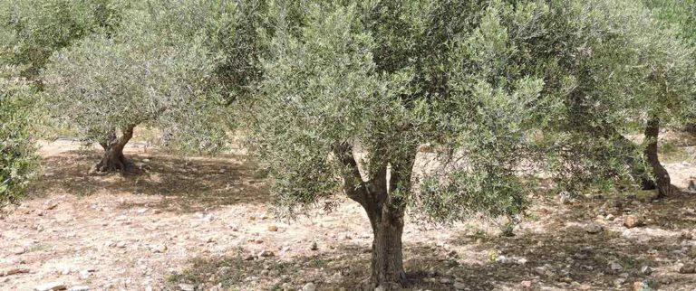 Σημαντική ζημιά στην ανθοφορία των ελαιοδέντρων στο Δήμο Αποκορώνου