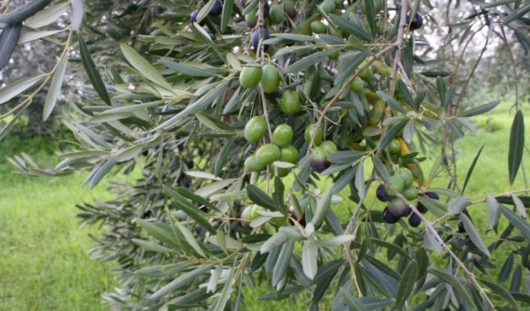 Χανιά: Έναρξη τρίτου δολωματικού ψεκασμού για την καταπολέμηση του δάκου