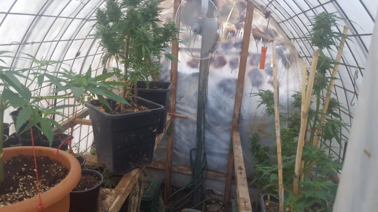 Μια σύλληψη για καλλιέργεια δενδρυλλίων κάνναβης και διακίνηση ναρκωτικών στο Ηράκλειο