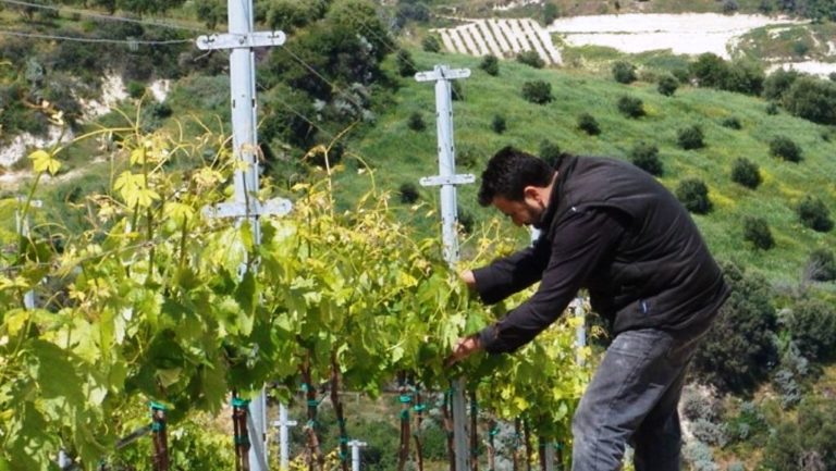 Η ΠΕΔ Κρήτης ζητά στήριξη αγροτών και κτηνοτρόφων