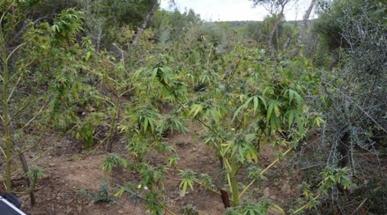 Λασίθι: Μία σύλληψη – Κατασχέθηκαν 7 δενδρύλλια κάνναβης