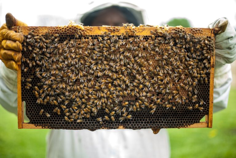 Η καραντίνα έκανε καλό στις μέλισσες της Ρώμης