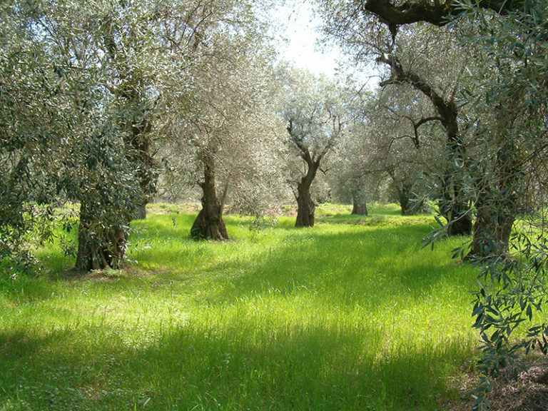 Μεσσηνία: Ερώτηση ΣΥΡΙΖΑ για τη στήριξη του ελαιοκομικού τομέα