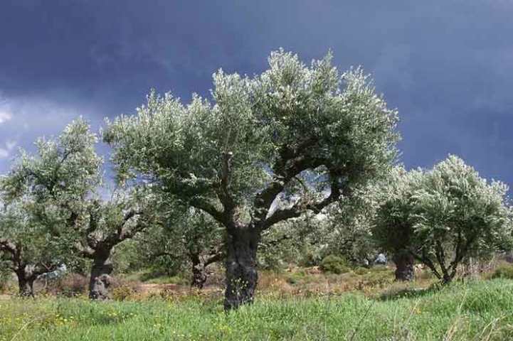 Μεσσηνία: Αιτήσεις για την Ενιαία Ενίσχυση