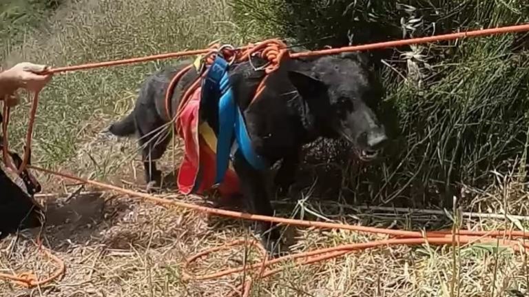 Ο σκαντζόχοιρος και η πολύωρη επιχείρηση για τη σωτηρία του “Δία”